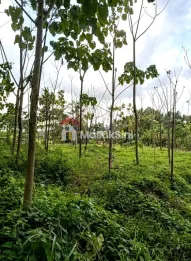 Dijual Tanah 17.327 M² SHM di Desa Jelun Licin Banyuwangi Dekat Kawah Ijen