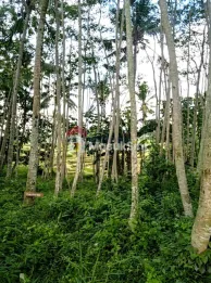 Dijual Tanah 17.327 M² SHM di Desa Jelun Licin Banyuwangi Dekat Kawah Ijen