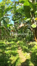 DIJUAL TANAH DI DESA JELUN, LICIN – BANYUWANGI