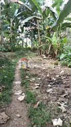 DIJUAL TANAH DI DESA JELUN, LICIN – BANYUWANGI