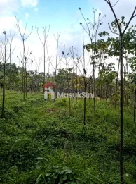 DIJUAL TANAH DI DESA JELUN, LICIN – BANYUWANGI