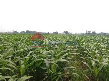 Tanah Sawah di Tambakrejo Jombang Area Perumahan Terdiri 3 Bidang