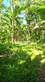 Dijual Tanah Di Desa Jelun Licin Banyuwangi Cocok Untuk Invest