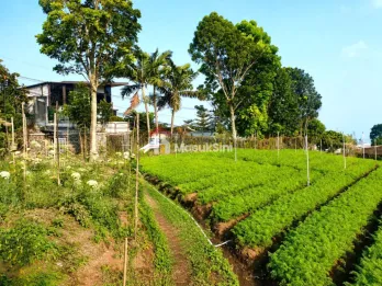 Dijual Tanah Perkebunan View Bagus & Udara Sejuk