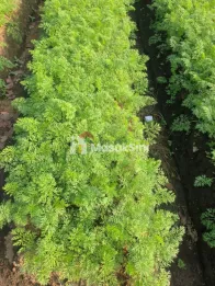 Dijual Tanah Perkebunan View Bagus & Udara Sejuk