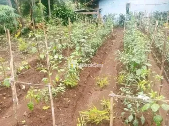 JUAL TANAH PINGGIR JALAN DESA DI CIMAUNG